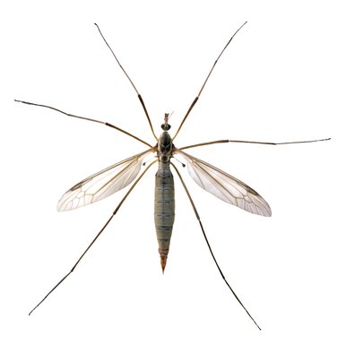 Crane fly on white background.