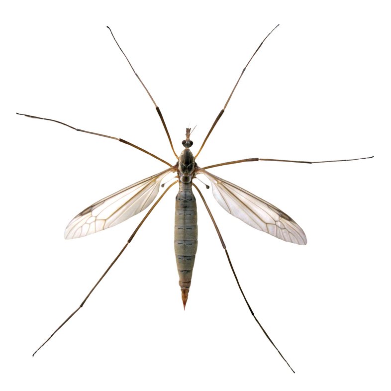 Crane fly on white background.