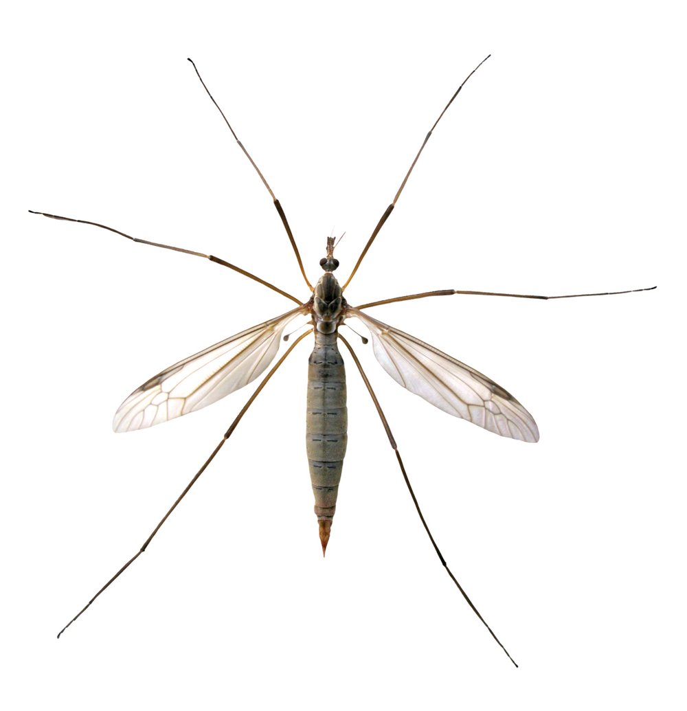 Crane fly on white background.