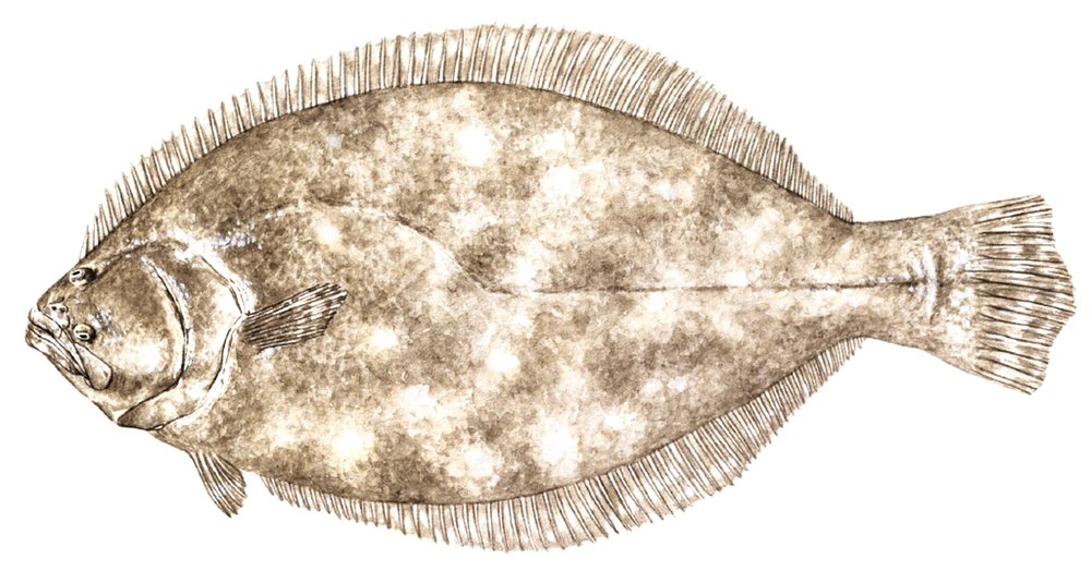 Illustration of a southern flounder