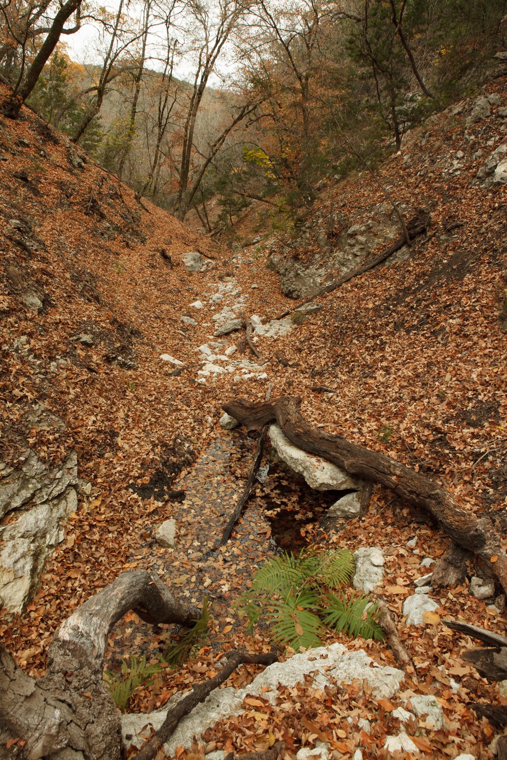 A view of Kronkosky State Natural Area.