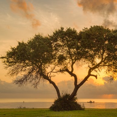 A tree against the sunset at Powderhorn State Park.