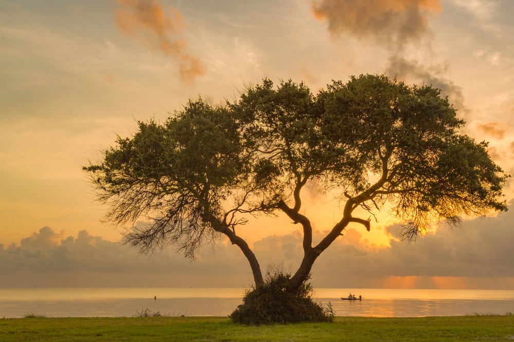 A tree against the sunset at Powderhorn State Park.