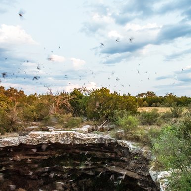 Devil's Sinkhole with bats emerging