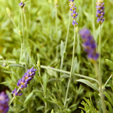 Lavender sprigs growing.