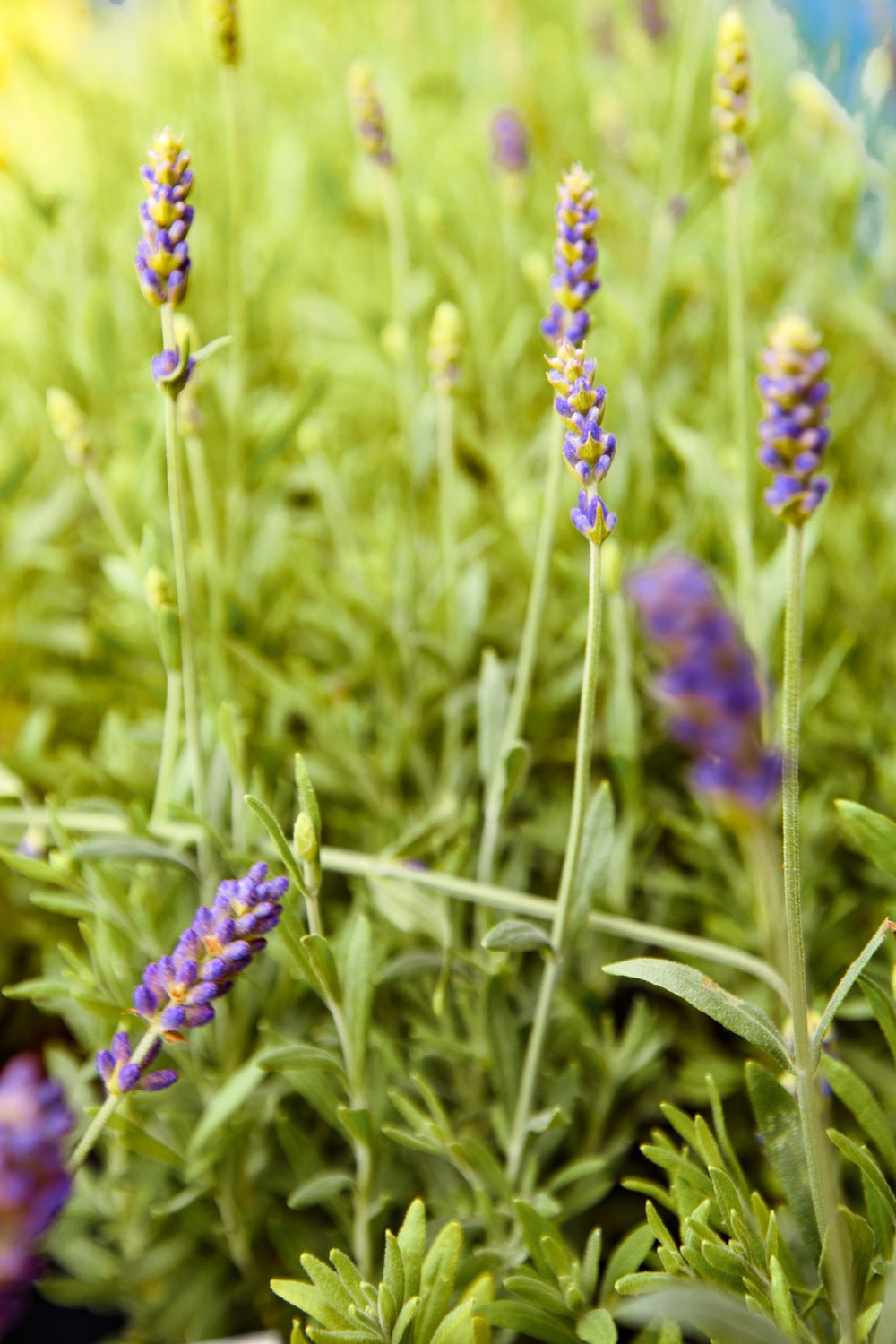 Lavender sprigs growing.