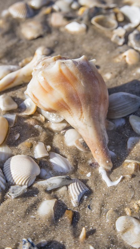 an assortment of sea shells lying on the sand