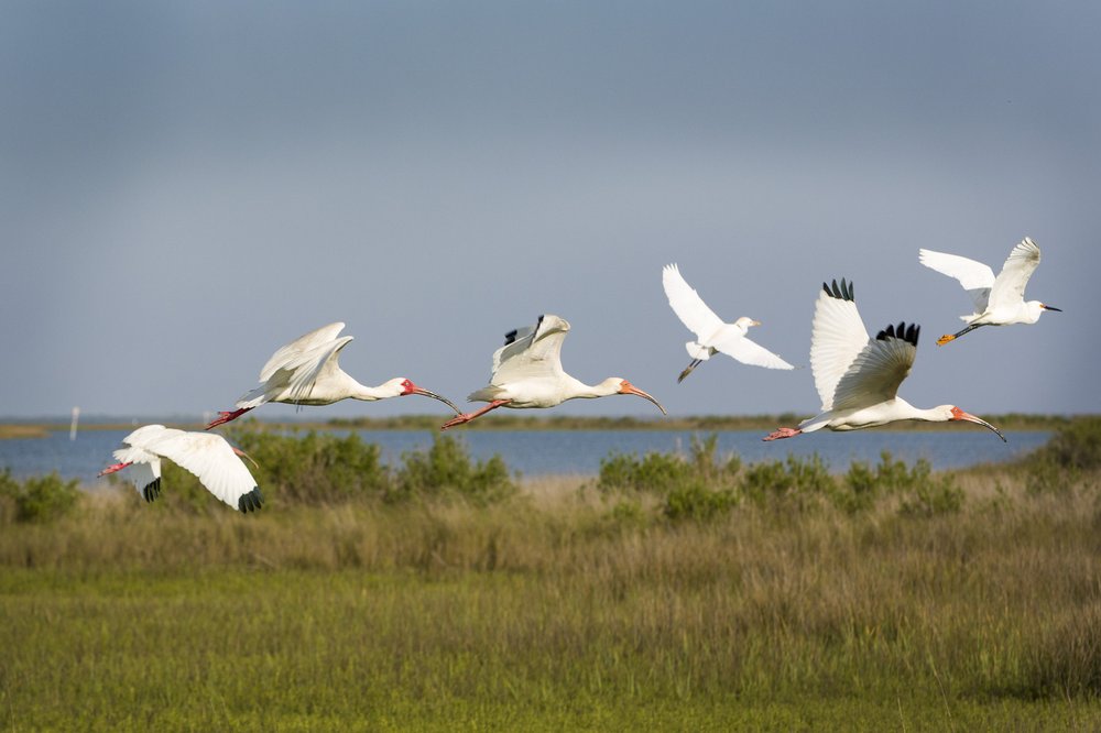 Birds fly across the marshy beach at Galveston Island state park