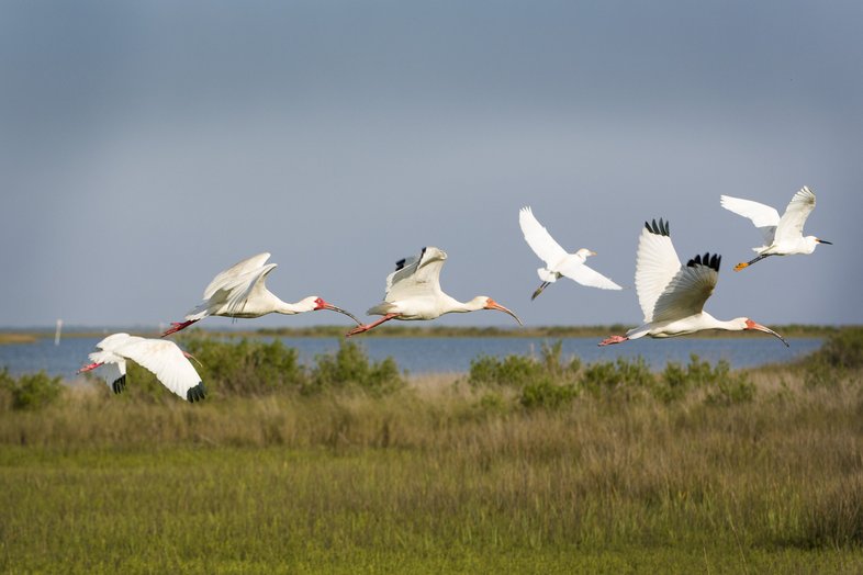 Birds fly across the marshy beach at Galveston Island state park
