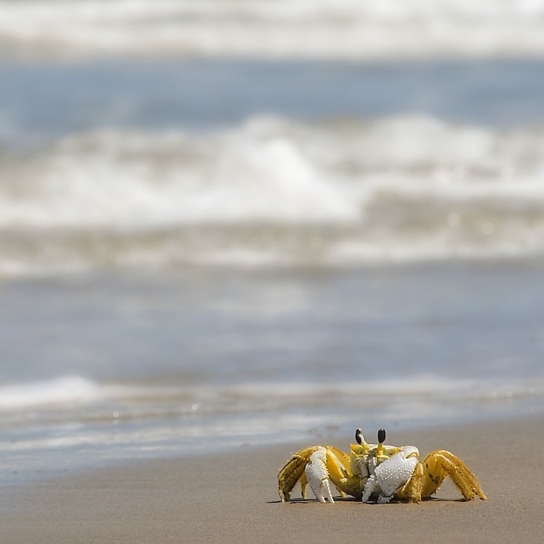 A ghost crab walks the beach