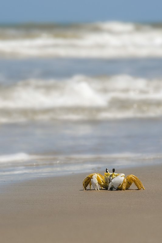 A ghost crab walks the beach