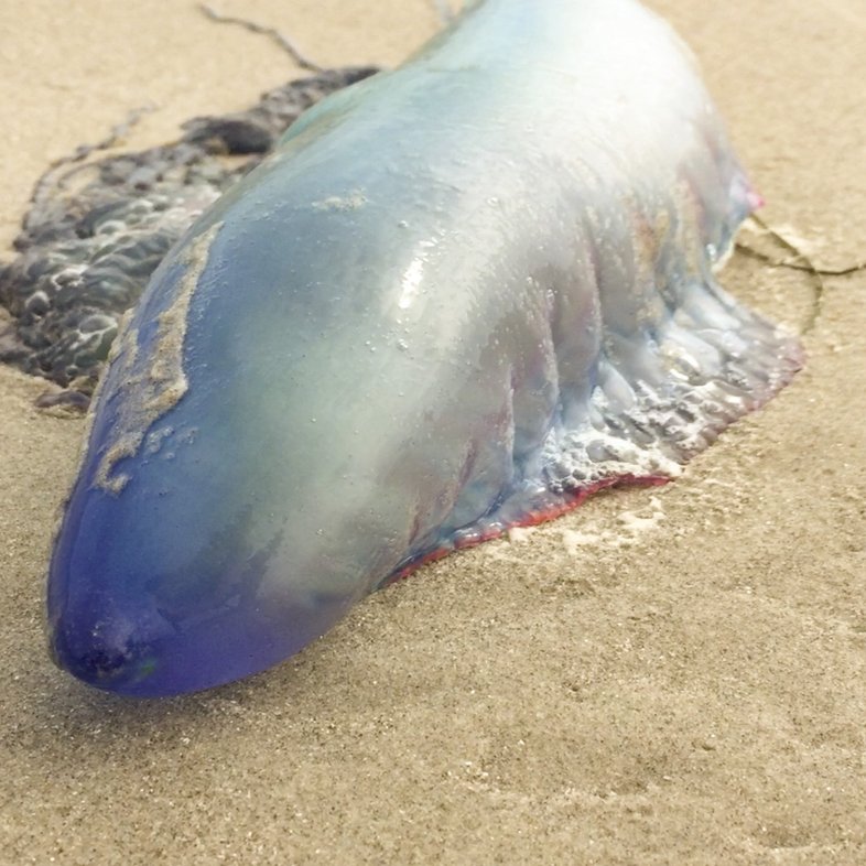A Portuguese man-o-war lies washed ashore on the beach