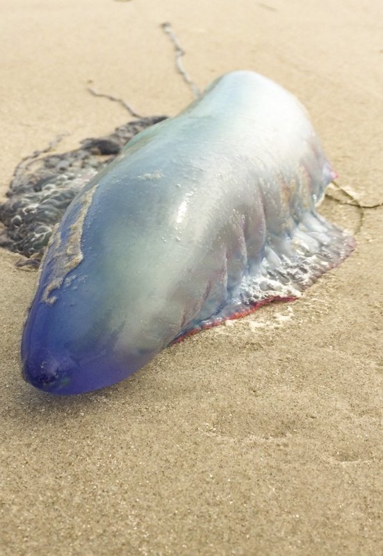 A Portuguese man-o-war lies washed ashore on the beach