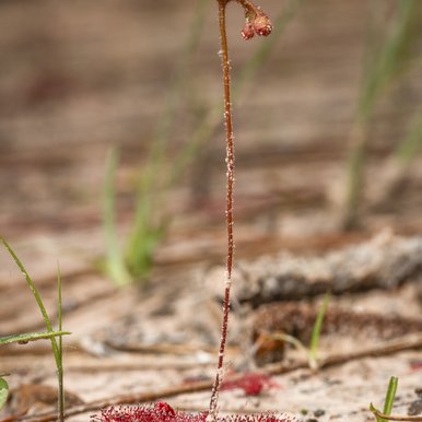 The pink leaves and white flower of a dwarf sundew plant