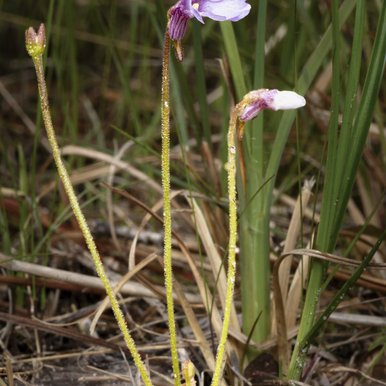 A flowering small butterwort plant