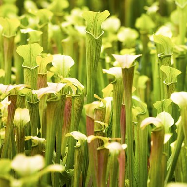 A grouping of pale pitcher plants