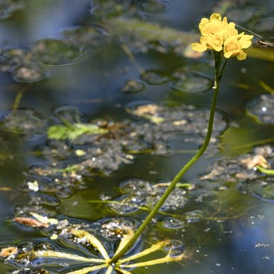 A swollen bladderwort's yellow flower grows from the waters of the Big Thicket