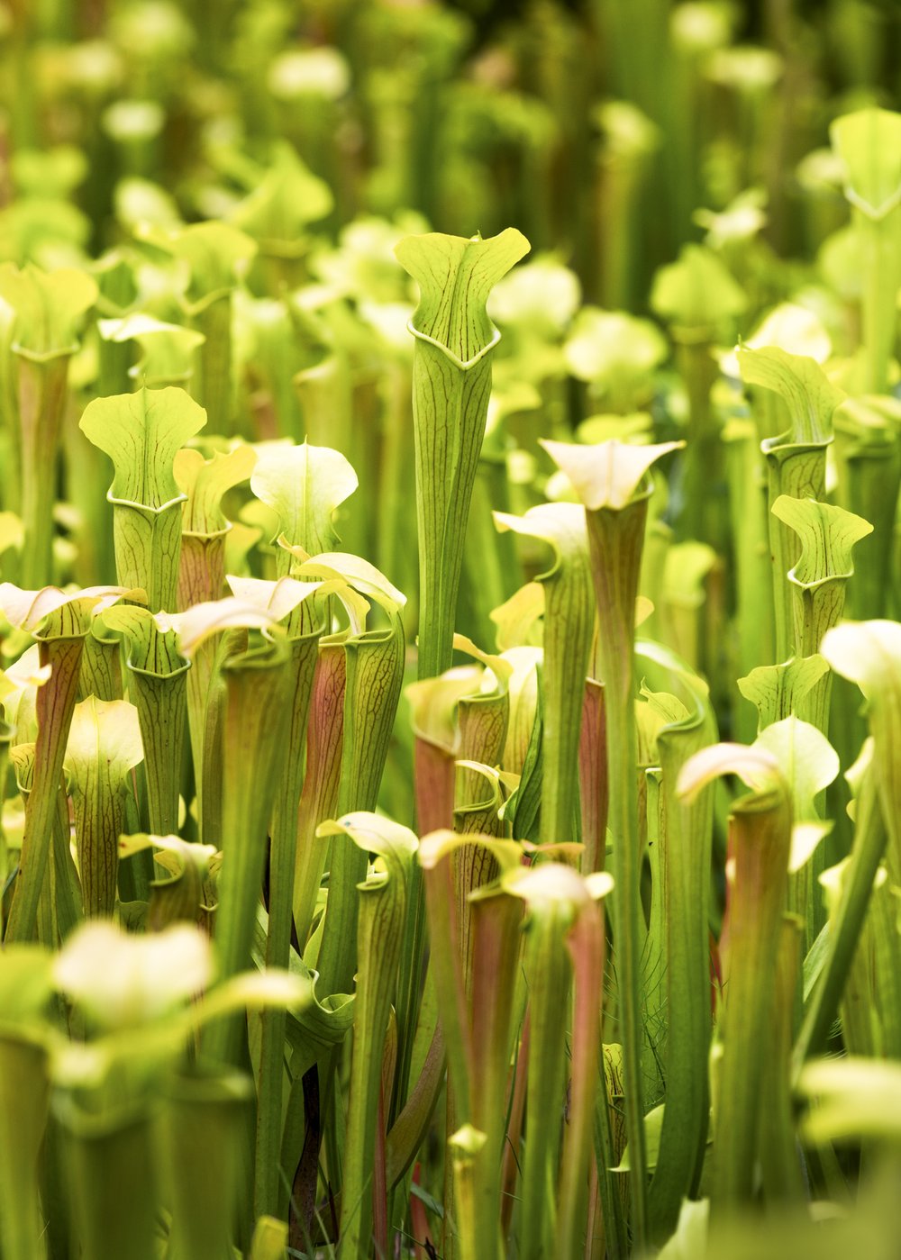 A grouping of pale pitcher plants