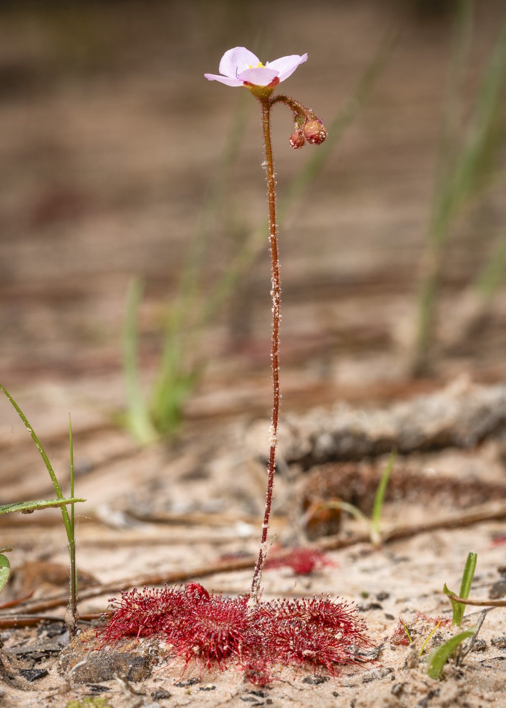 The pink leaves and white flower of a dwarf sundew plant