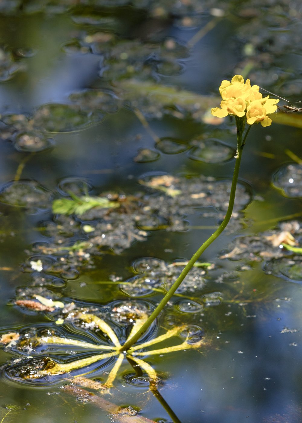 A swollen bladderwort's yellow flower grows from the waters of the Big Thicket