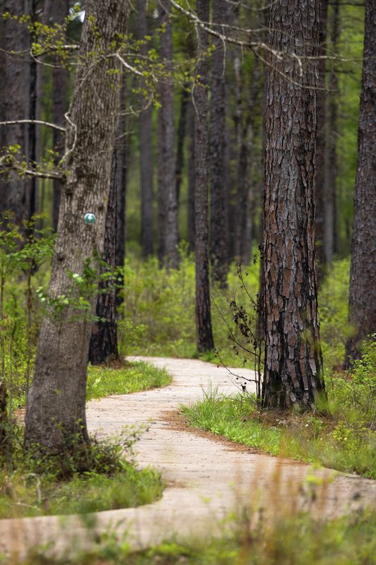 A trail winds through tall trees in the Big Thicket