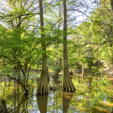 Cypress trees rise out of the bayou in the Big Thicket
