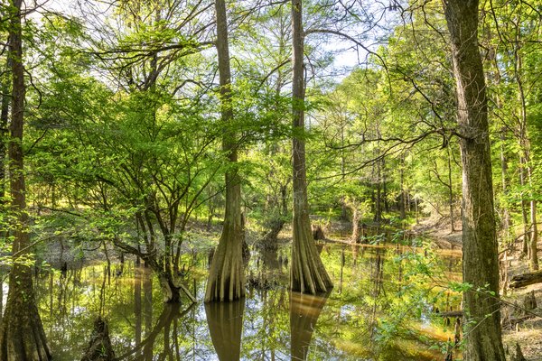 Cypress trees rise out of the bayou in the Big Thicket