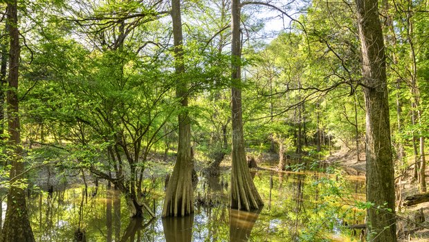 Cypress trees rise out of the bayou in the Big Thicket