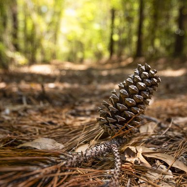 A fallen longleaf branch and pinecone rest on the ground