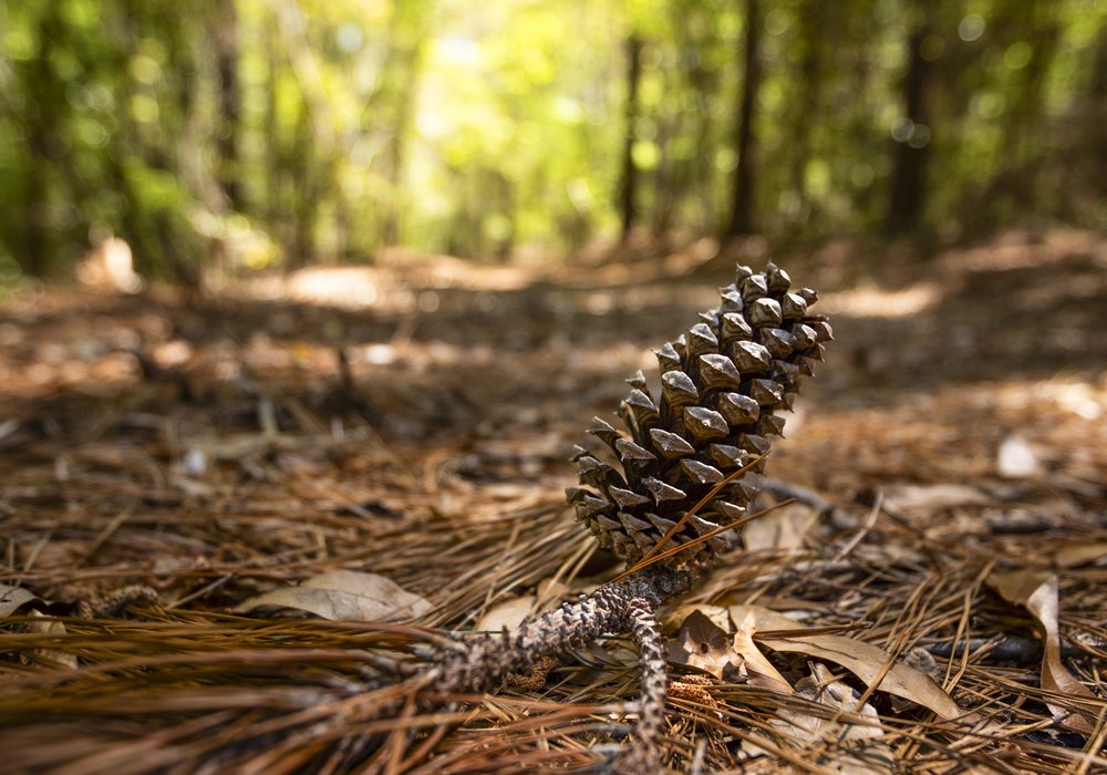 A fallen longleaf branch and pinecone rest on the ground