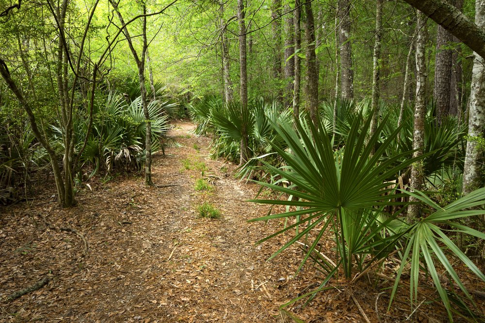 Dwarf palmettos impart a tropical atmosphere at the Lance Rosier Unit of the Big Thicket