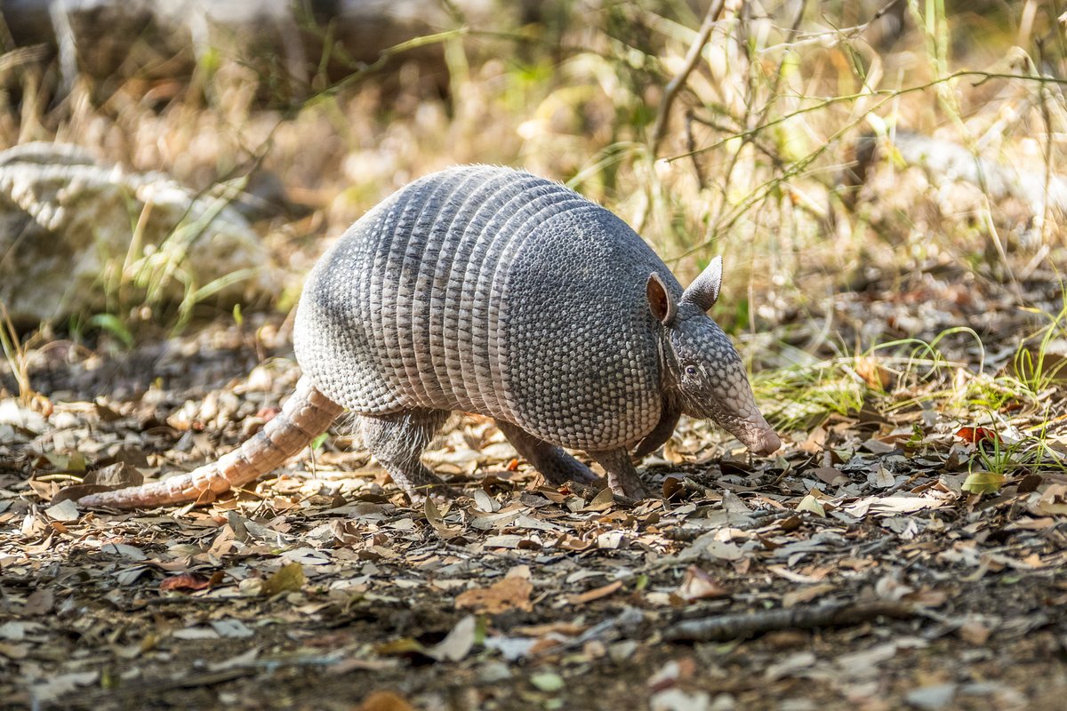 An armadillo walks along a dappled-sunlit trail