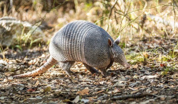 An armadillo walks along a dappled-sunlit trail