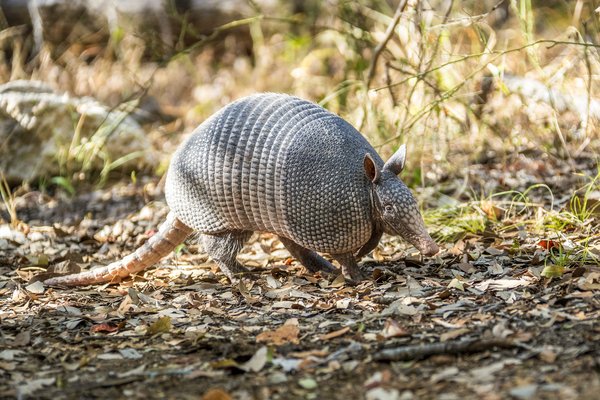 An armadillo walks along a dappled-sunlit trail