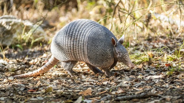 An armadillo walks along a dappled-sunlit trail