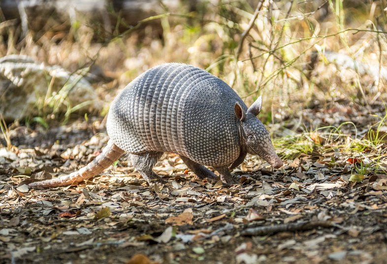 An armadillo walks along a dappled-sunlit trail