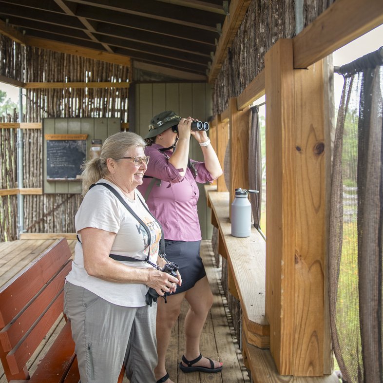 Two women holding binoculars looks for birds from inside a wooden bird blind