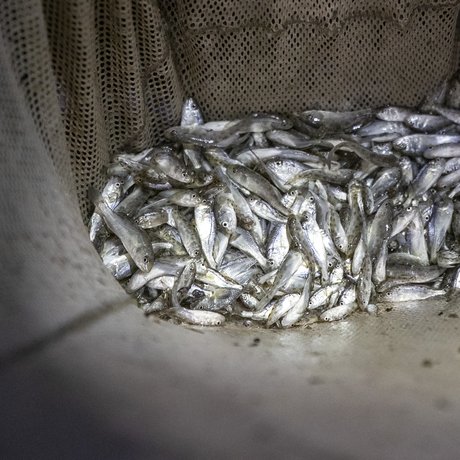A large group of stock-pond fingerlings in a net