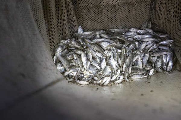 A large group of stock-pond fingerlings in a net