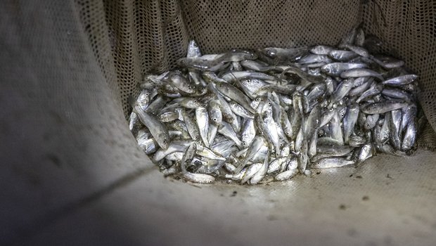 A large group of stock-pond fingerlings in a net