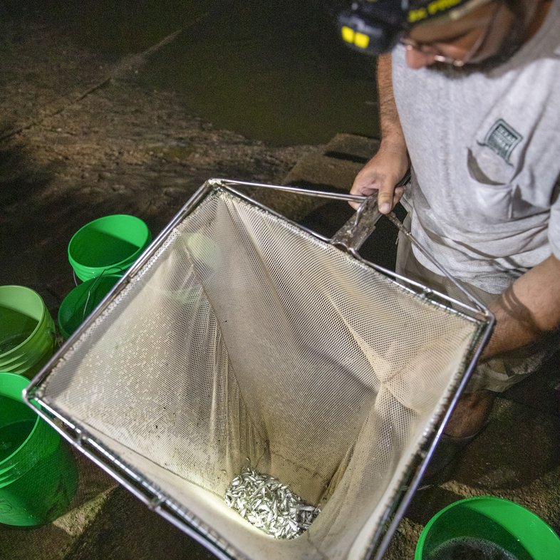 A worker uses a rectangular net to harvest fingerling fish from a stock pond