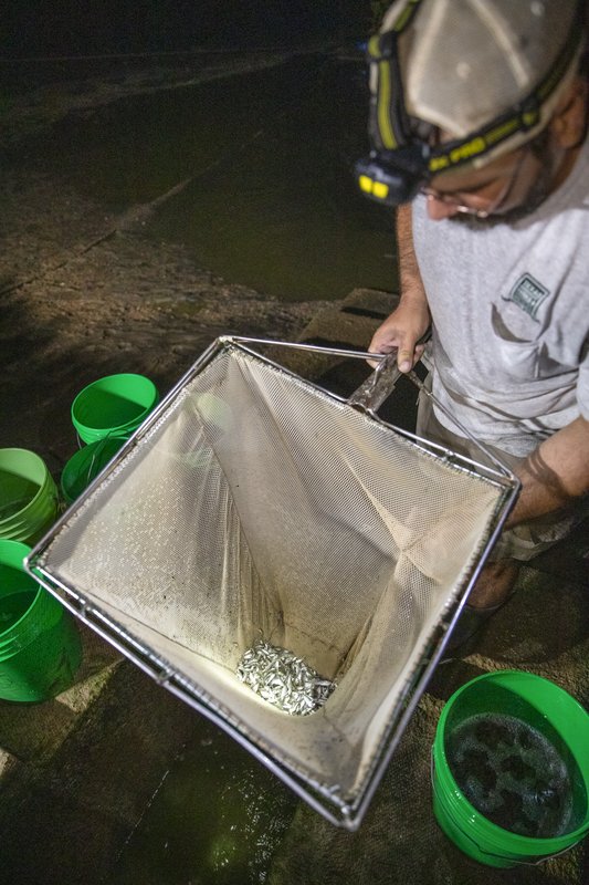 A worker uses a rectangular net to harvest fingerling fish from a stock pond