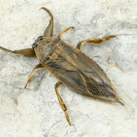 A giant water bug on a stone surface