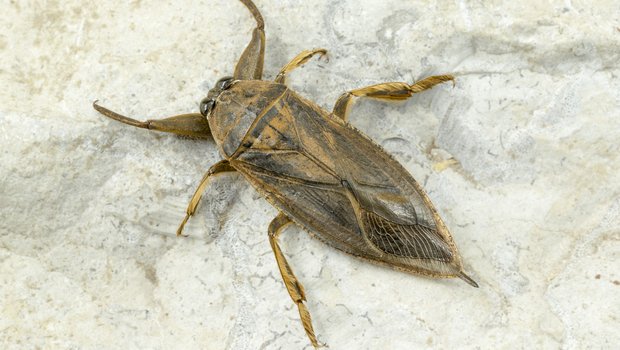 A giant water bug on a stone surface