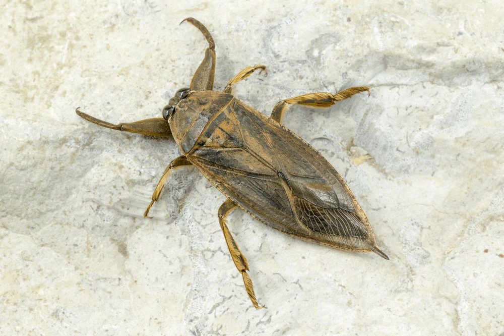 A giant water bug on a stone surface