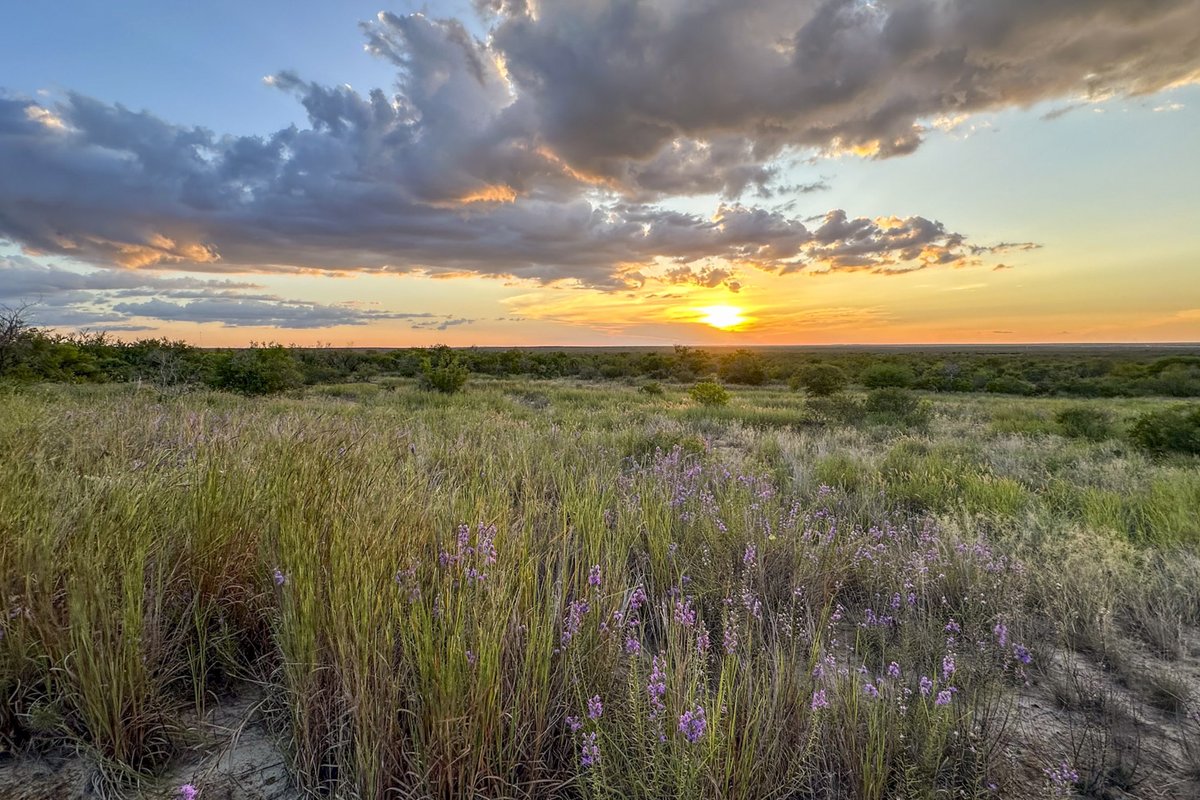 Sunset over the fields in Chaparral Wildlife Management Area