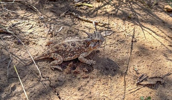 A horned lizard scampers across the cracked earth at Chaparral WMA