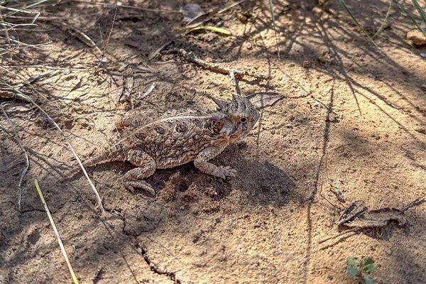 A horned lizard scampers across the cracked earth at Chaparral WMA