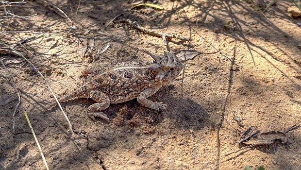 A horned lizard scampers across the cracked earth at Chaparral WMA