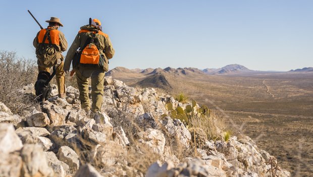 Two hunters in West Texas searching for quail